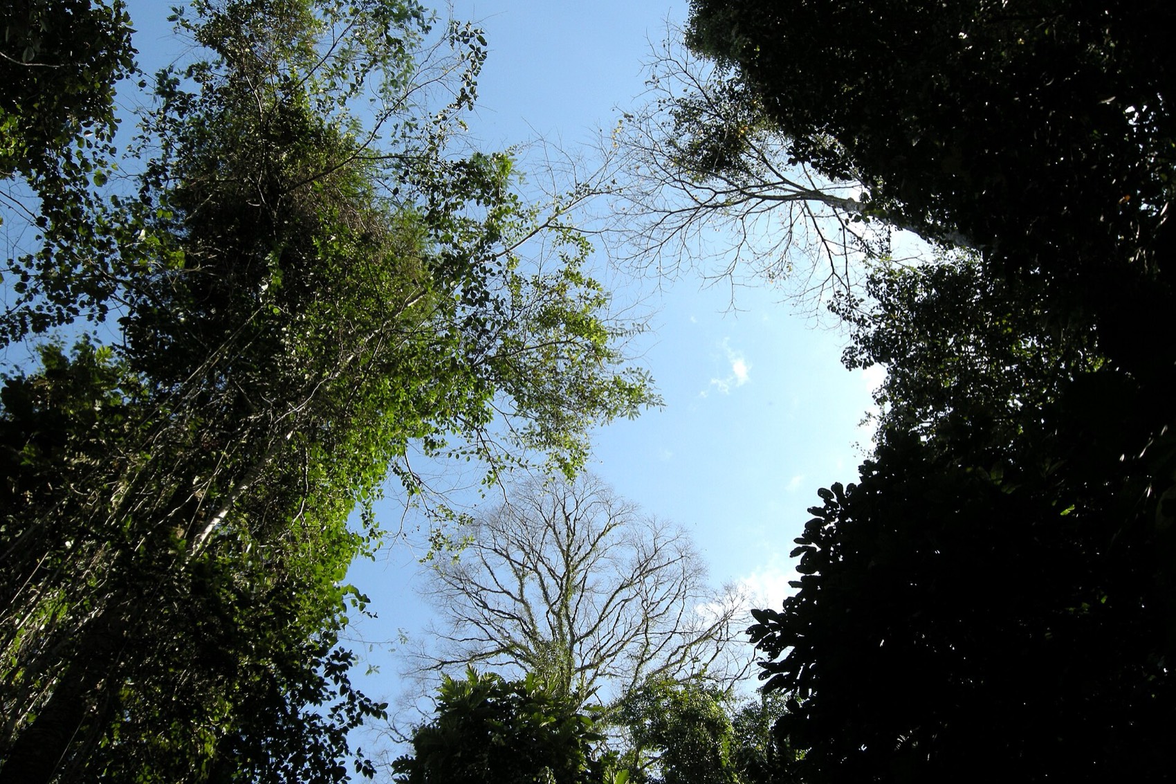 Looking up into a rainforest canopy