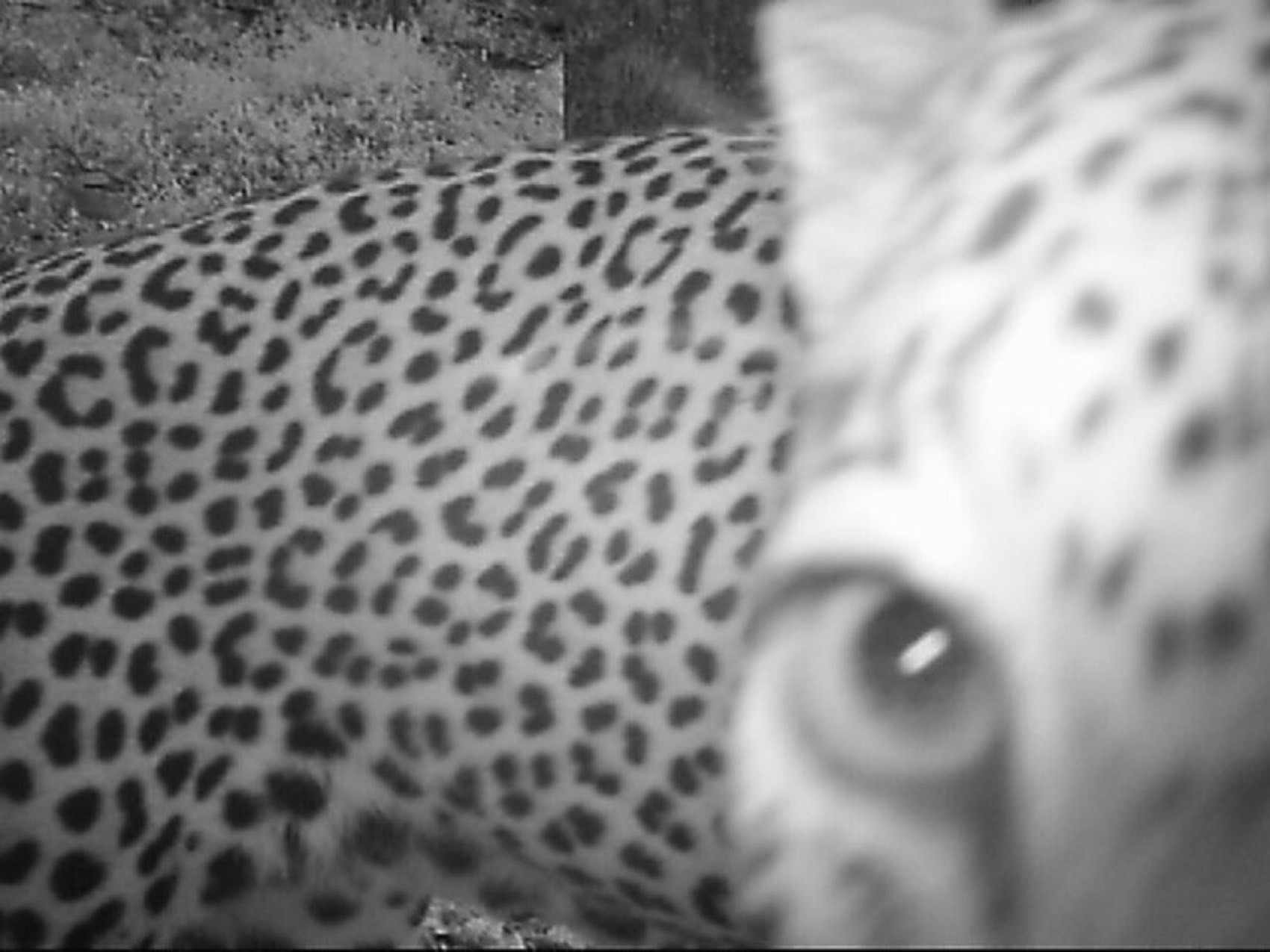 A leopard's eye among its rosettes