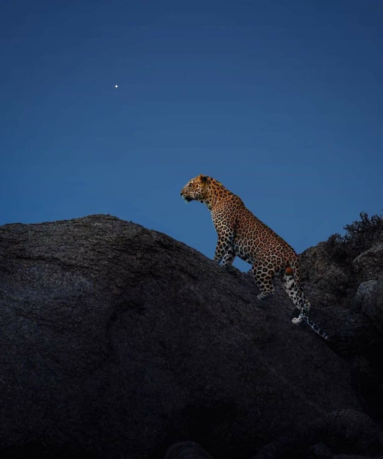 A leopard climbing a rock under a blue night sky