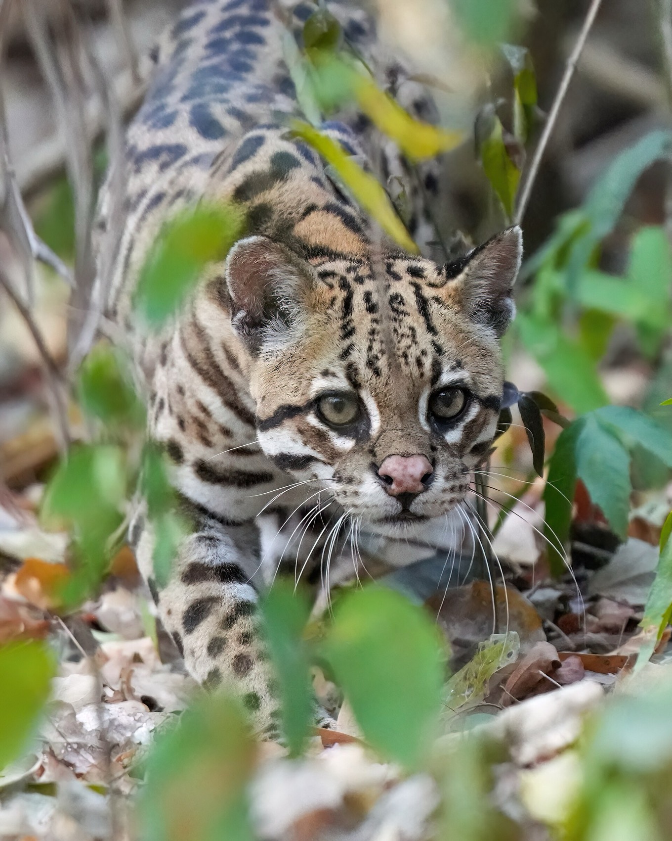 An ocelot looking into the camera